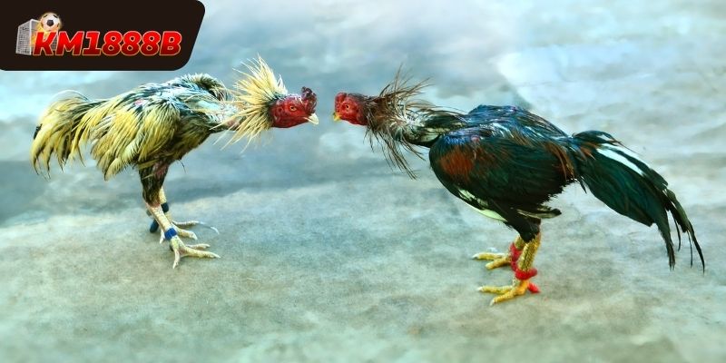 Mẹo chơi đá gà Km1888b đem về chiến thắng lớn